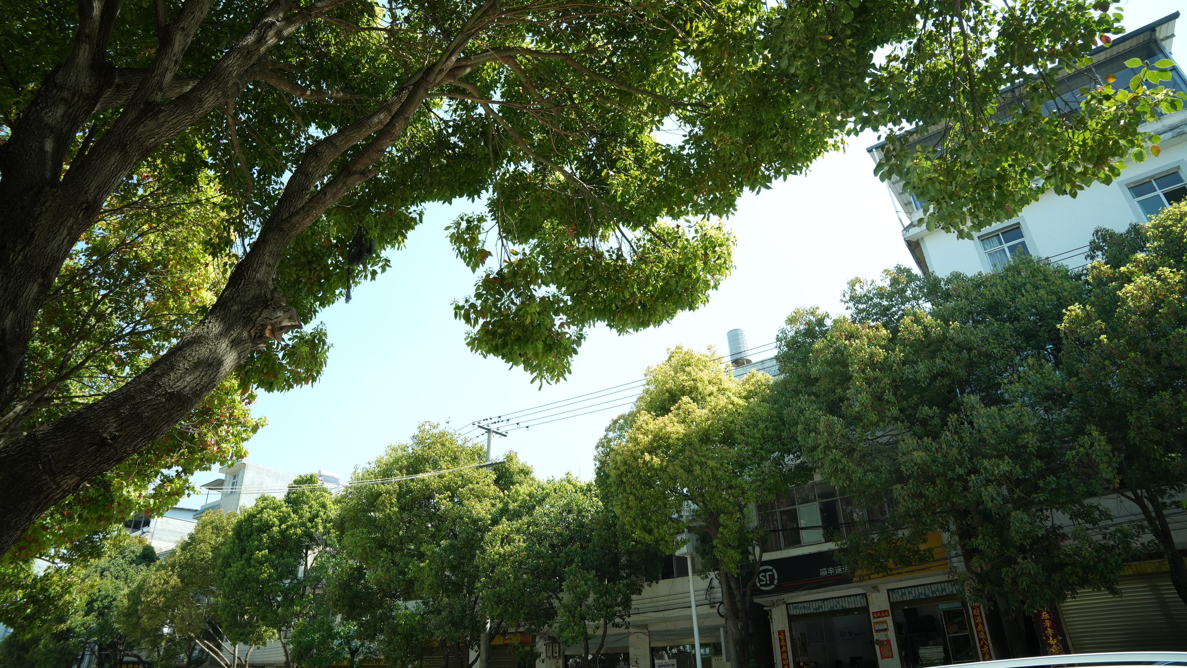 树杈筛过的城市，只剩安静光斑。